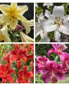 MIX LILI XXL 5 SZT.