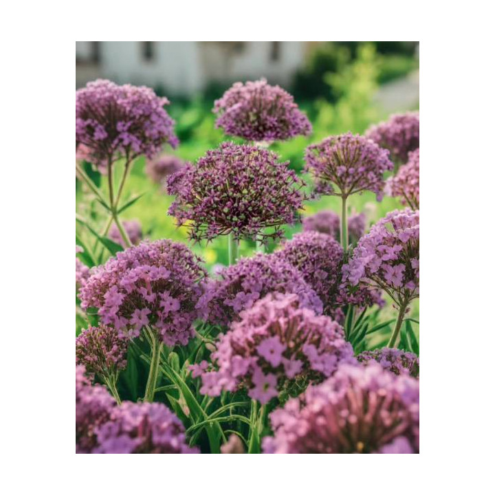 czosnek ozdobny magic lilietulipany łodz cebulki kwiatowe fioletowy