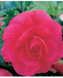 BEGONIA DOUBLE PINK