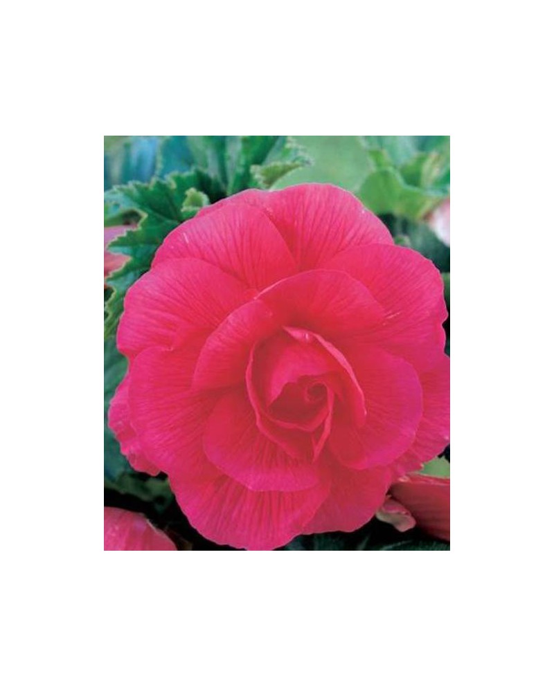 BEGONIA DOUBLE PINK