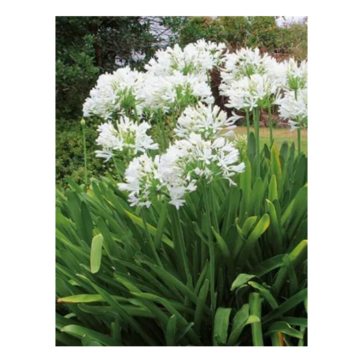 LILIA PURSSE  ORIENTALNA  PACHNĄCA