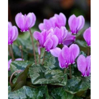 CYCLAMEN HEDERIFOLIUM BLUSZCZLISTNY