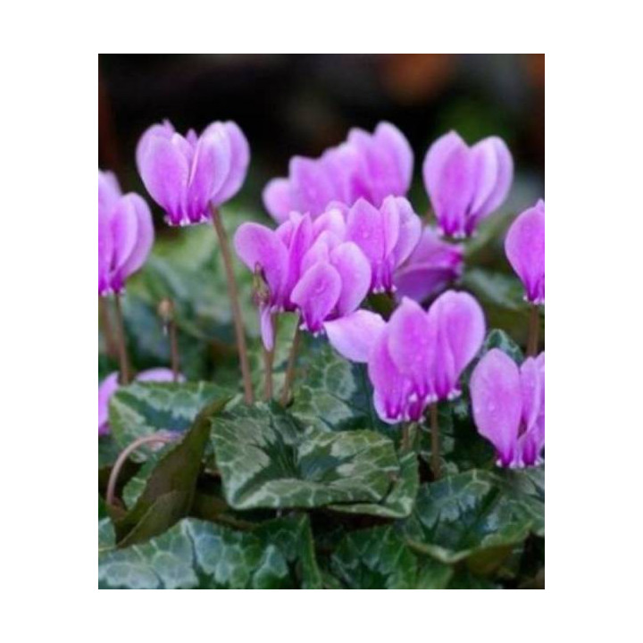 CYCLAMEN HEDERIFOLIUM BLUSZCZLISTNY