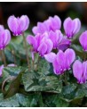 CYCLAMEN HEDERIFOLIUM BLUSZCZLISTNY  5 SZT