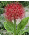 SCADOXUS MULTIFLORUS 5 SZT
