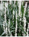 LIRIOPE MUSCARI MONROE​ WHITE