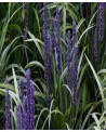 LIRIOPE MUS​CARI MONEYMAKER