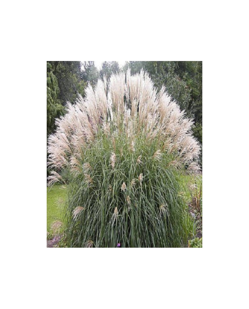 MISKANT KLEINE SILBERSPINNE