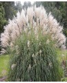 MISKANT KLEINE SILBERSPINNE