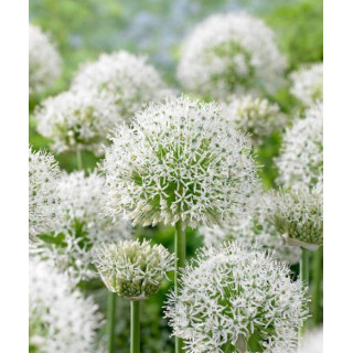 czosnek ozdobny bialy whitegogant byliny cebulki kwiatowe