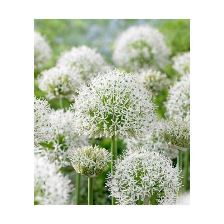 czosnek ozdobny bialy whitegogant byliny cebulki kwiatowe