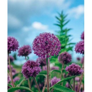 czosnek ozdobny fioletowy lilietulipany lodz cebulki _kwiatowe