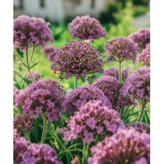 czosnek ozdobny magic lilietulipany łodz cebulki kwiatowe fioletowy