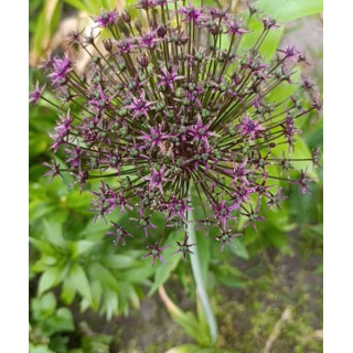 czosnek ozdobny magic lilietulipany łodz cebulki kwiatowe fioletowy