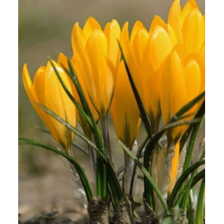 KROKUS  GOLDEN YELLOW 10 SZT