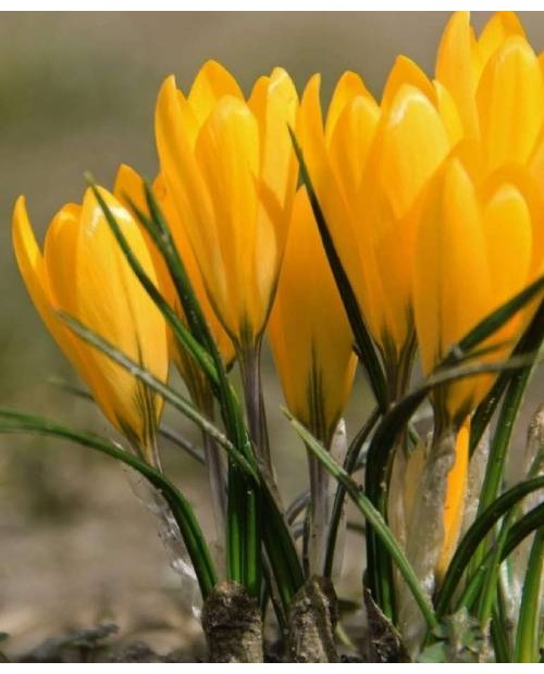 KROKUS  GOLDEN YELLOW 10 SZT