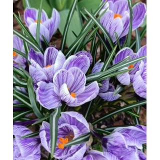 KROKUS  PICKWICK 10 SZT ROZMIAR 10 CM