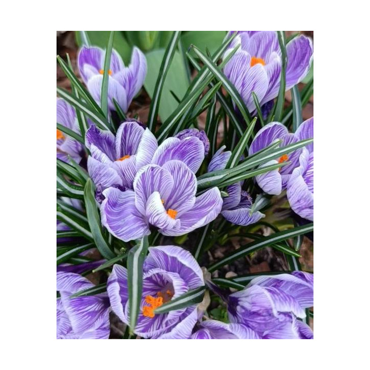 KROKUS  PICKWICK 10 SZT ROZMIAR 10 CM
