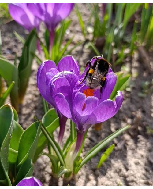 KROKUS  PICKWICK 10 SZT ROZMIAR 10 CM