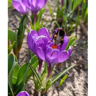 KROKUS  PICKWICK 10 SZT ROZMIAR 10 CM