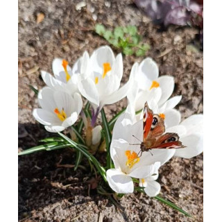 KROKUS  PICKWICK 10 SZT ROZMIAR 10 CM