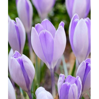 KROKUS  PICKWICK 10 SZT ROZMIAR 10 CM