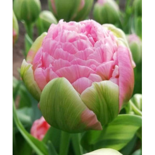 Cebulki kwiatowe – sklep online | Sadzenie i pielęgnacja