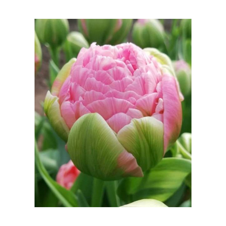 Cebulki kwiatowe – sklep online | Sadzenie i pielęgnacja