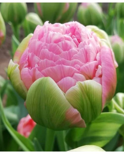 TULIPAN STRAWBERRY CREAM 10 SZT ROZMIAR 12 +