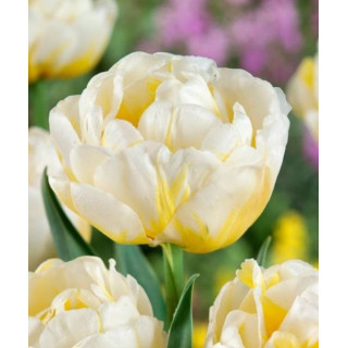 Cebulki kwiatowe – sklep online | Sadzenie i pielęgnacja