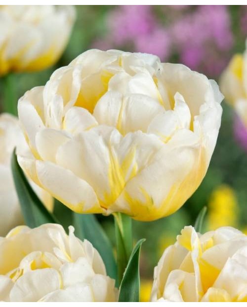TULIPAN FLAMING EVITA 5 SZT ROZMIAR 12 +