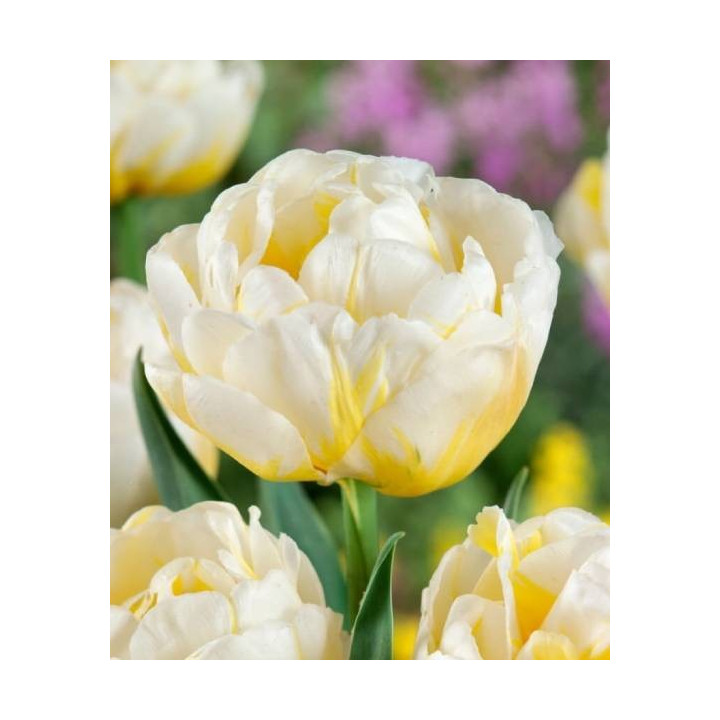 Cebulki kwiatowe – sklep online | Sadzenie i pielęgnacja