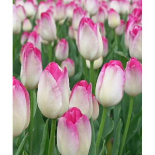 Cebulki kwiatowe – sklep online | Sadzenie i pielęgnacja