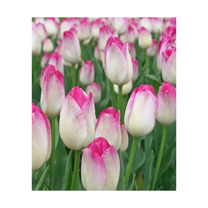 Cebulki kwiatowe – sklep online | Sadzenie i pielęgnacja