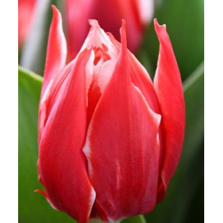 Cebulki kwiatowe – sklep online | Sadzenie i pielęgnacja