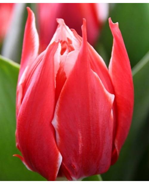 TULIPAN CHAMPIONSHIP 5 SZT ROZMIAR 12 +