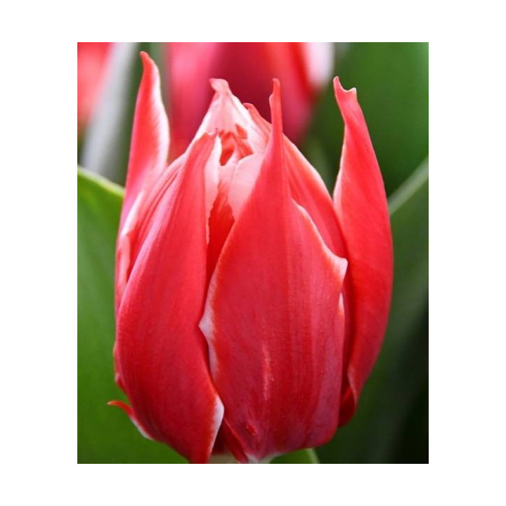 Cebulki kwiatowe – sklep online | Sadzenie i pielęgnacja