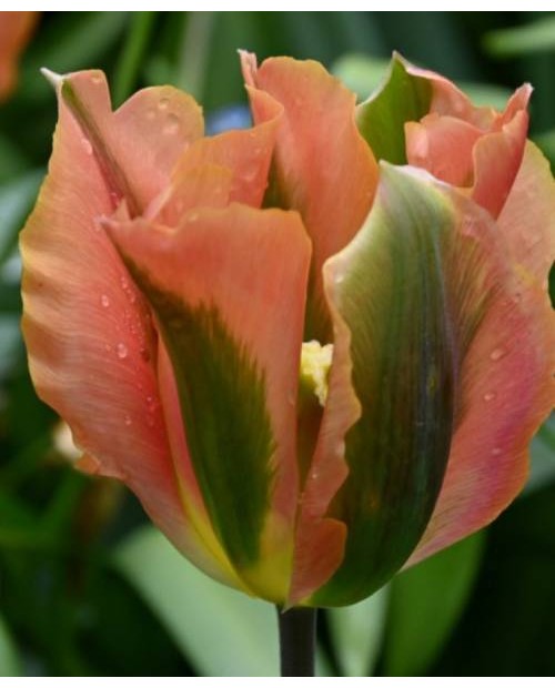 TULIPAN ARTIST 5 SZT ROZMIAR 12 +