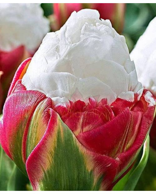 TULIPAN ICE CREAM 10 SZT ROZMIAR 12 +