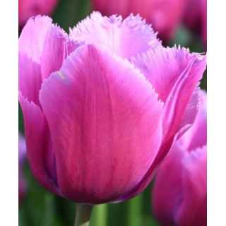 Cebulki kwiatowe – sklep online | Sadzenie i pielęgnacja