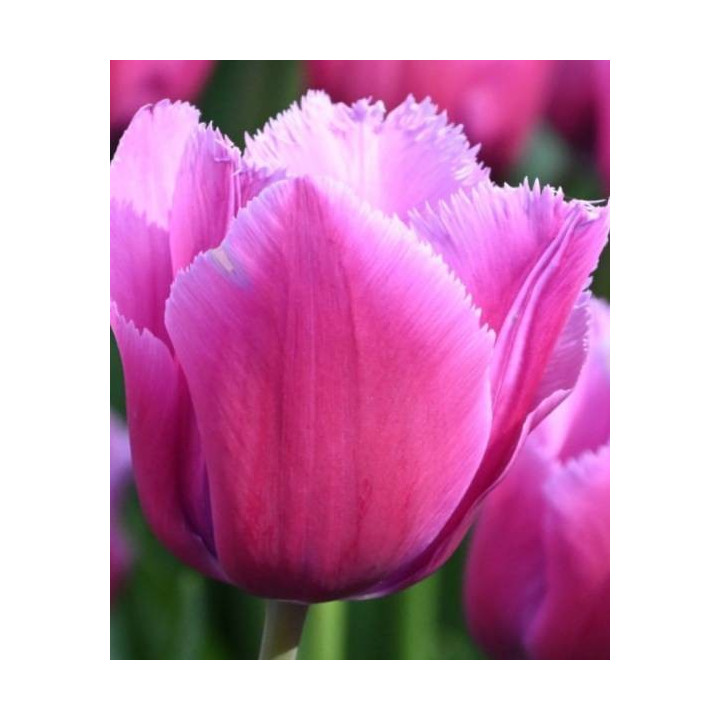 Cebulki kwiatowe – sklep online | Sadzenie i pielęgnacja