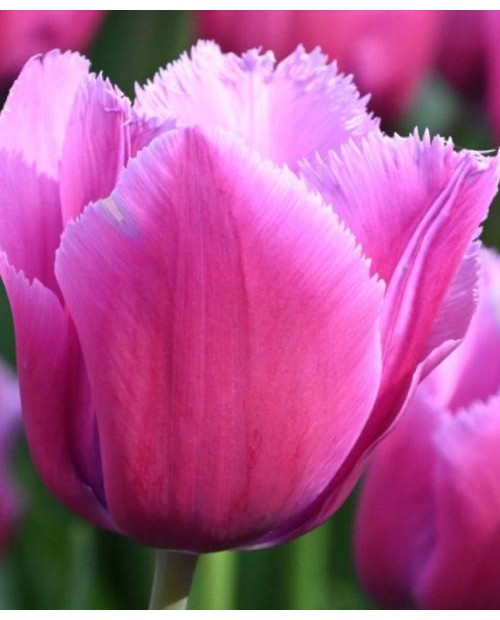 TULIPAN LOUVRE 10 SZT ROZMIAR 12 +