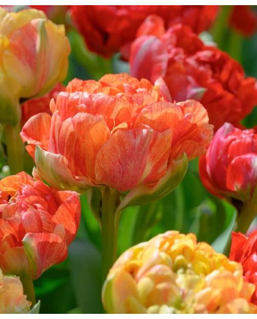 TULIPAN GUDOSHINK 5 SZT ROZMIAR 12 +