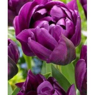 TULIPAN LOVE WHISPER 5 SZT ROZMIAR 12 +