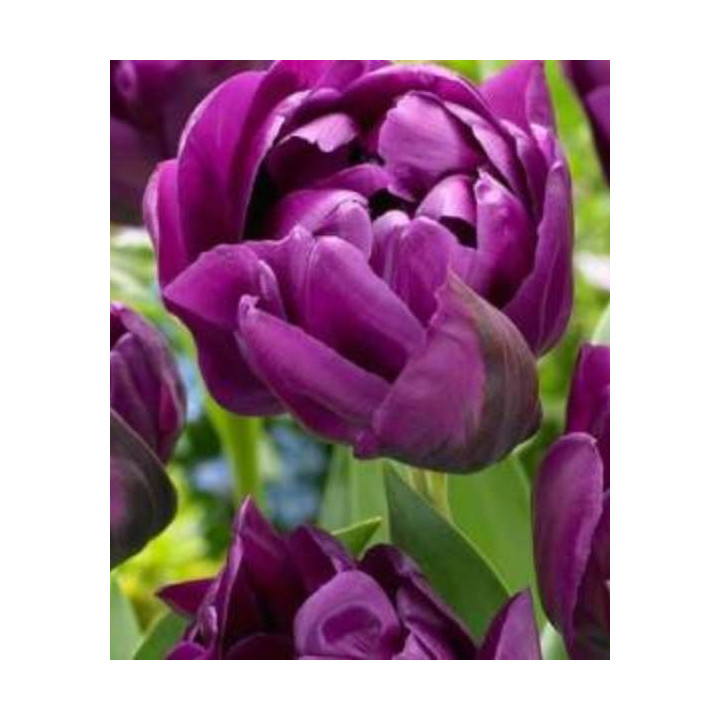 TULIPAN LOVE WHISPER 5 SZT ROZMIAR 12 +