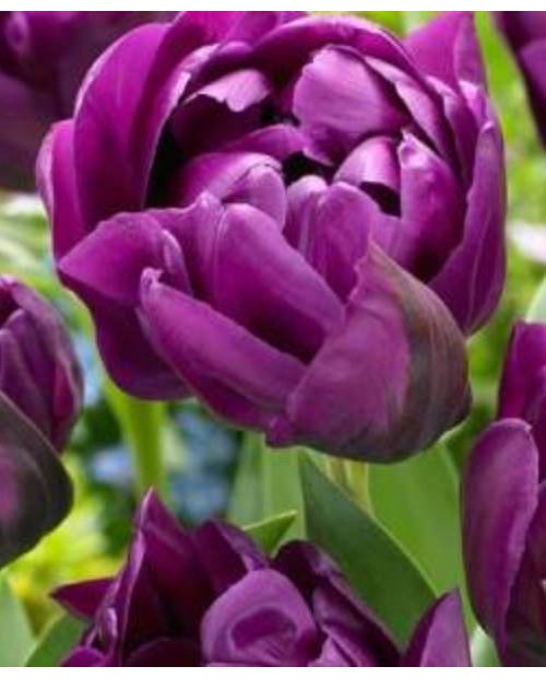 TULIPAN PONTIAC 10 SZT ROZMIAR 12 +