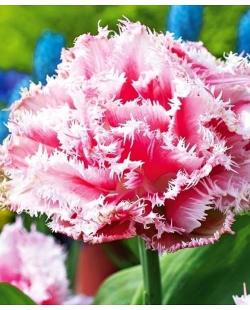 TULIPAN QUEENSLAND  10 SZT ROZMIAR 12 +