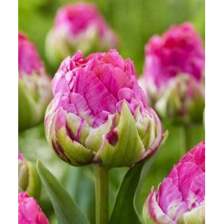 TULIPAN LOVE WHISPER 5 SZT ROZMIAR 12 +