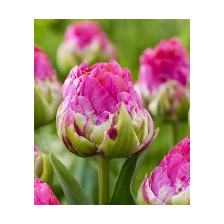 TULIPAN LOVE WHISPER 5 SZT ROZMIAR 12 +