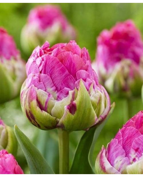 TULIPAN WICKED PINK  10 SZT ROZMIAR 12 +
